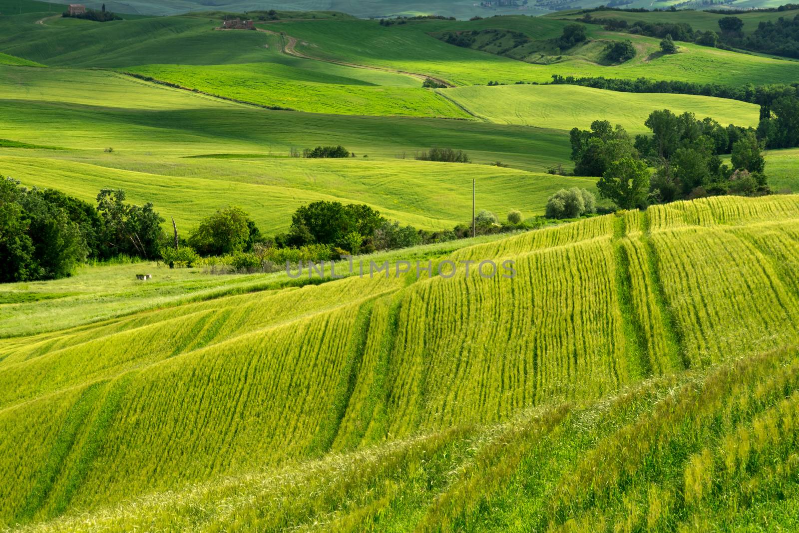 Farmland in Val d'Orcia Tuscany by phil_bird