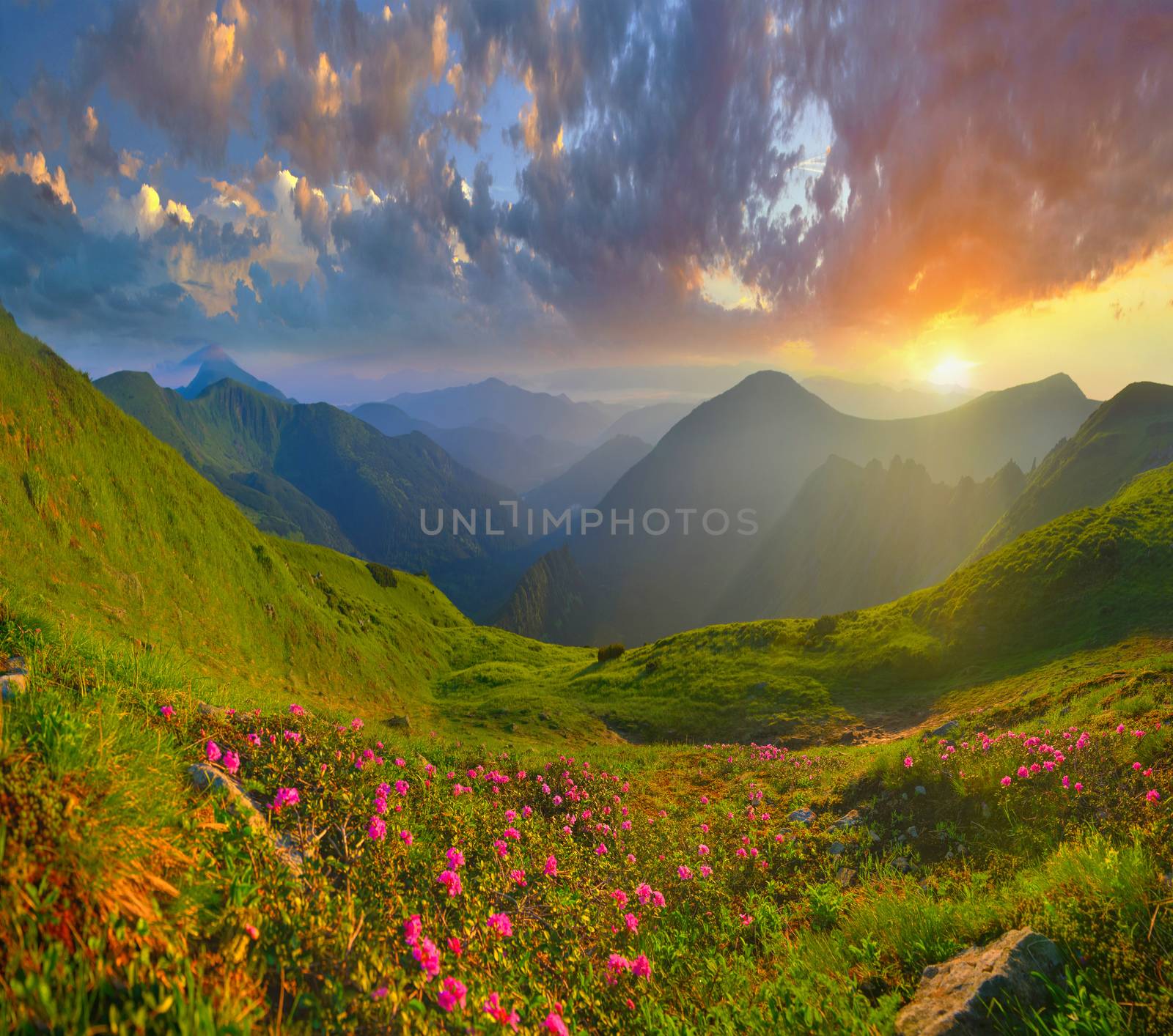 Blooming pink rhododendron in summer mountains