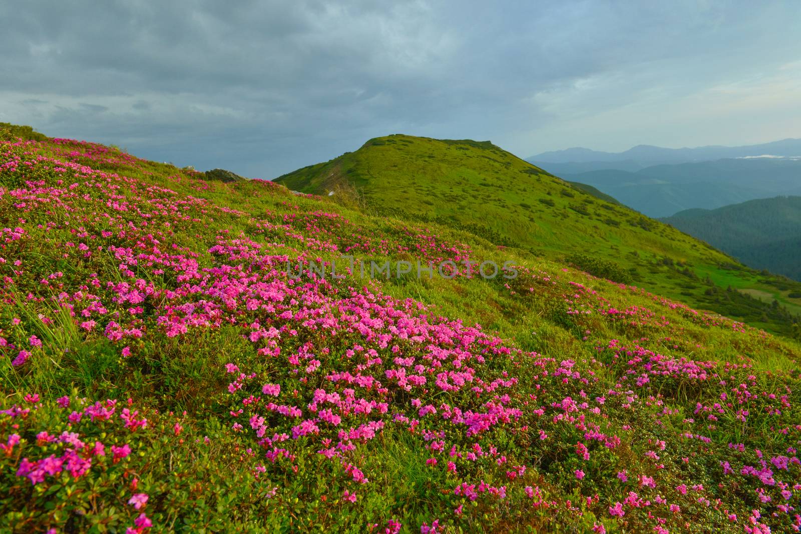 Blooming pink rhododendron in summer mountains