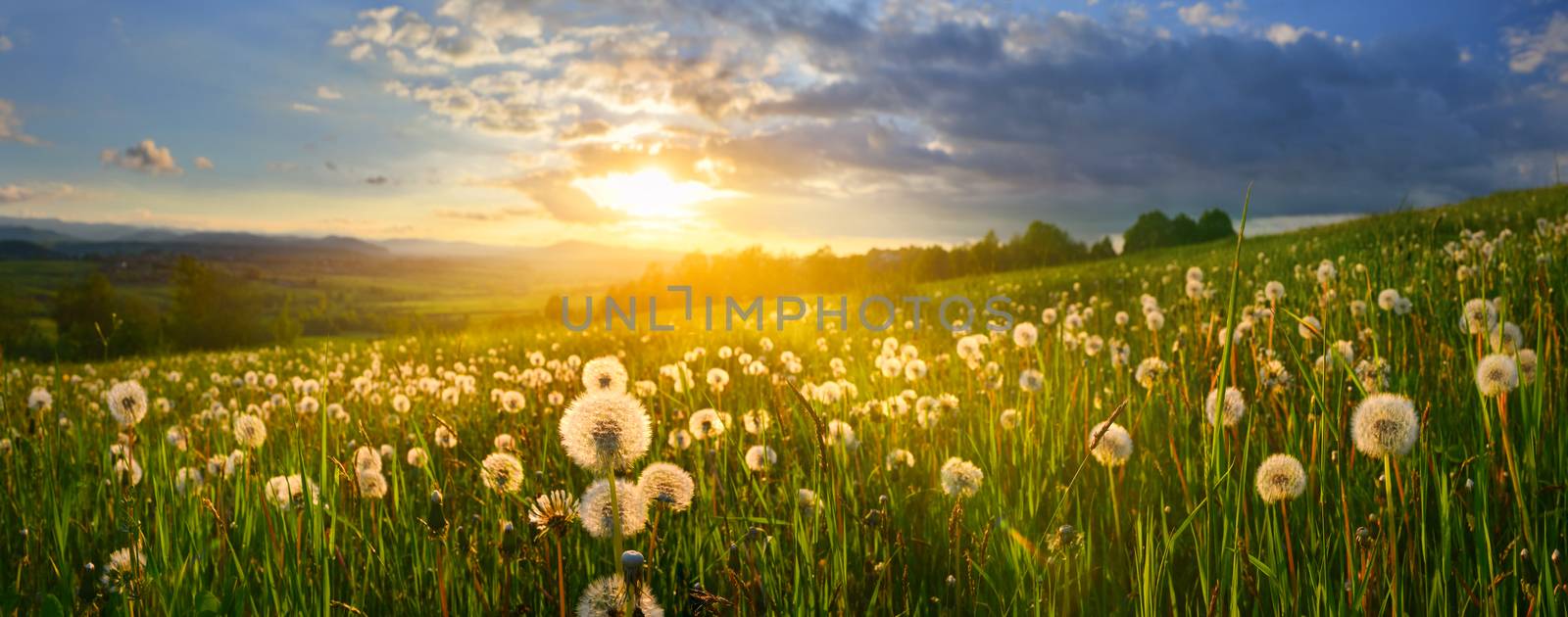 Dandelions on spring meadow