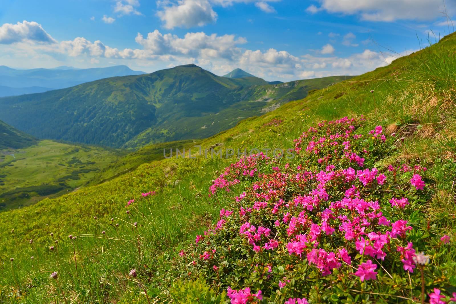 Blooming pink rhododendron in summer mountains