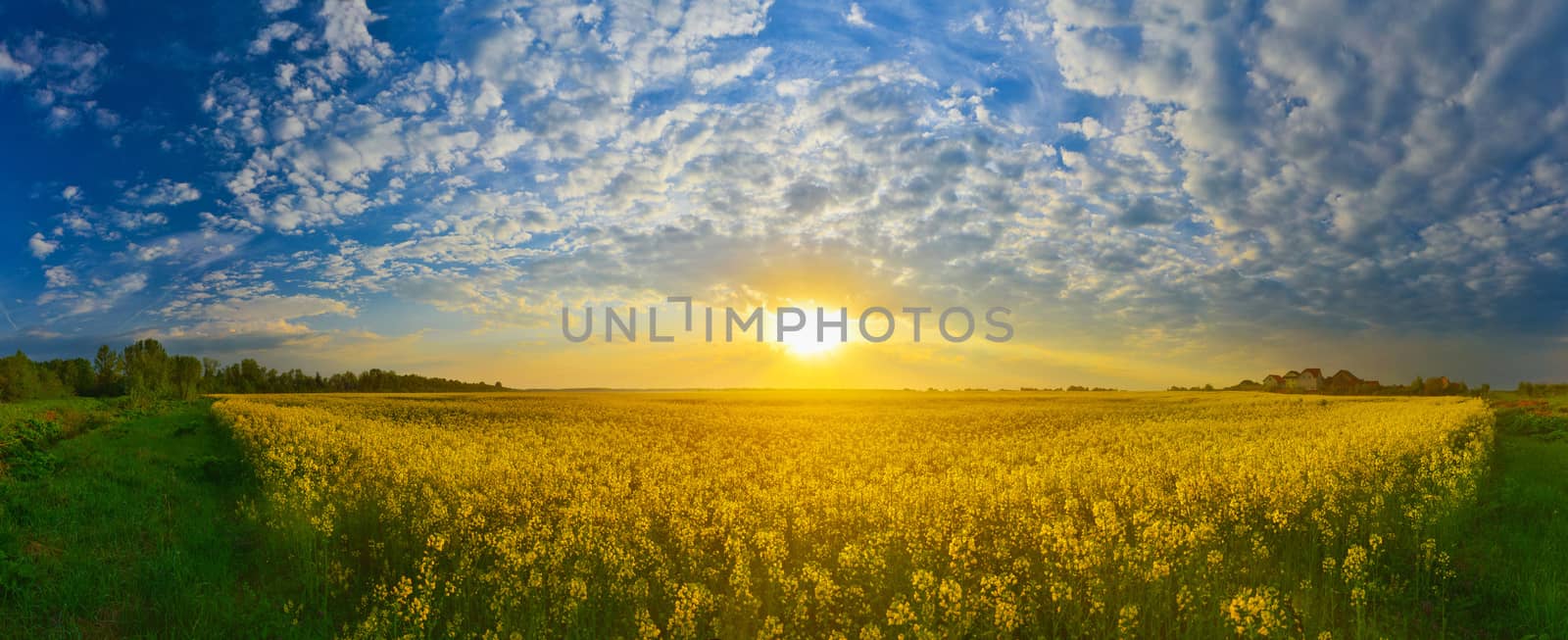 Field of rape in spring countryside