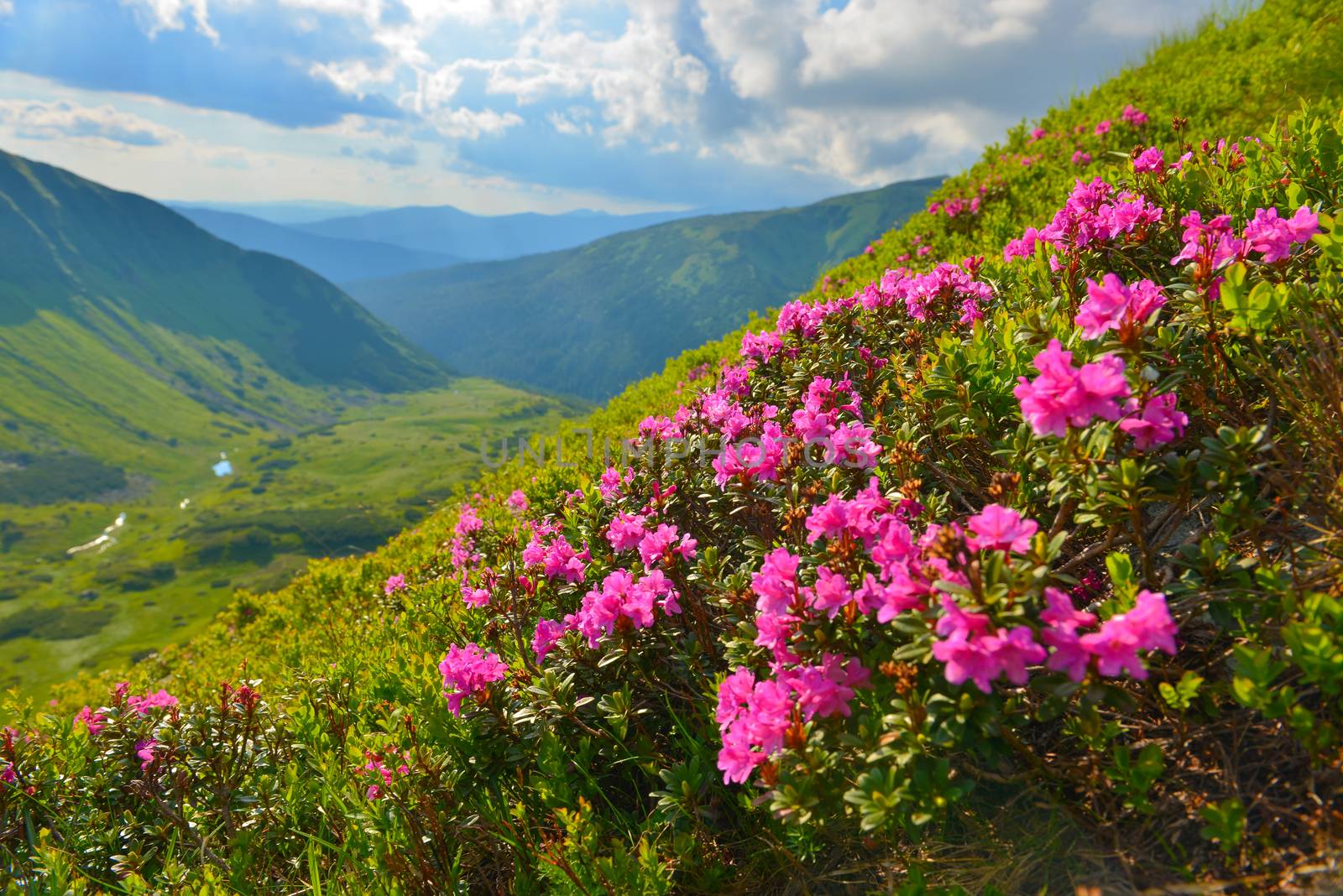 Blooming pink rhododendron in summer mountains