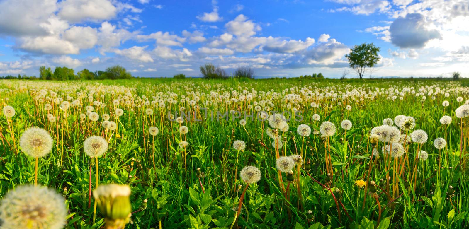 Dandelions on spring meadow