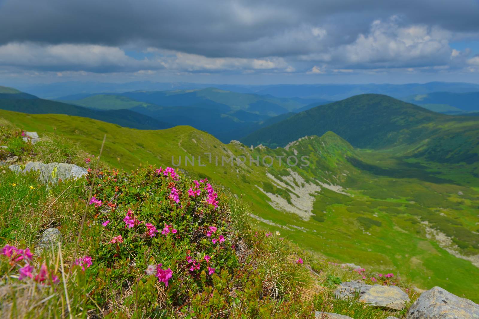 Blooming pink rhododendron in summer mountains