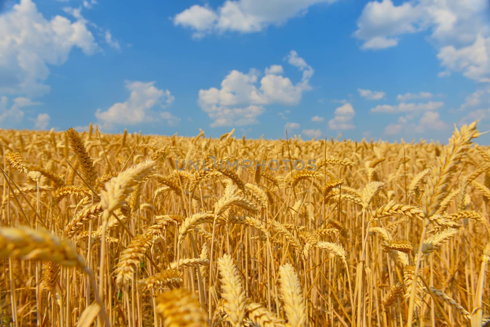 Field of ripe wheat in summer