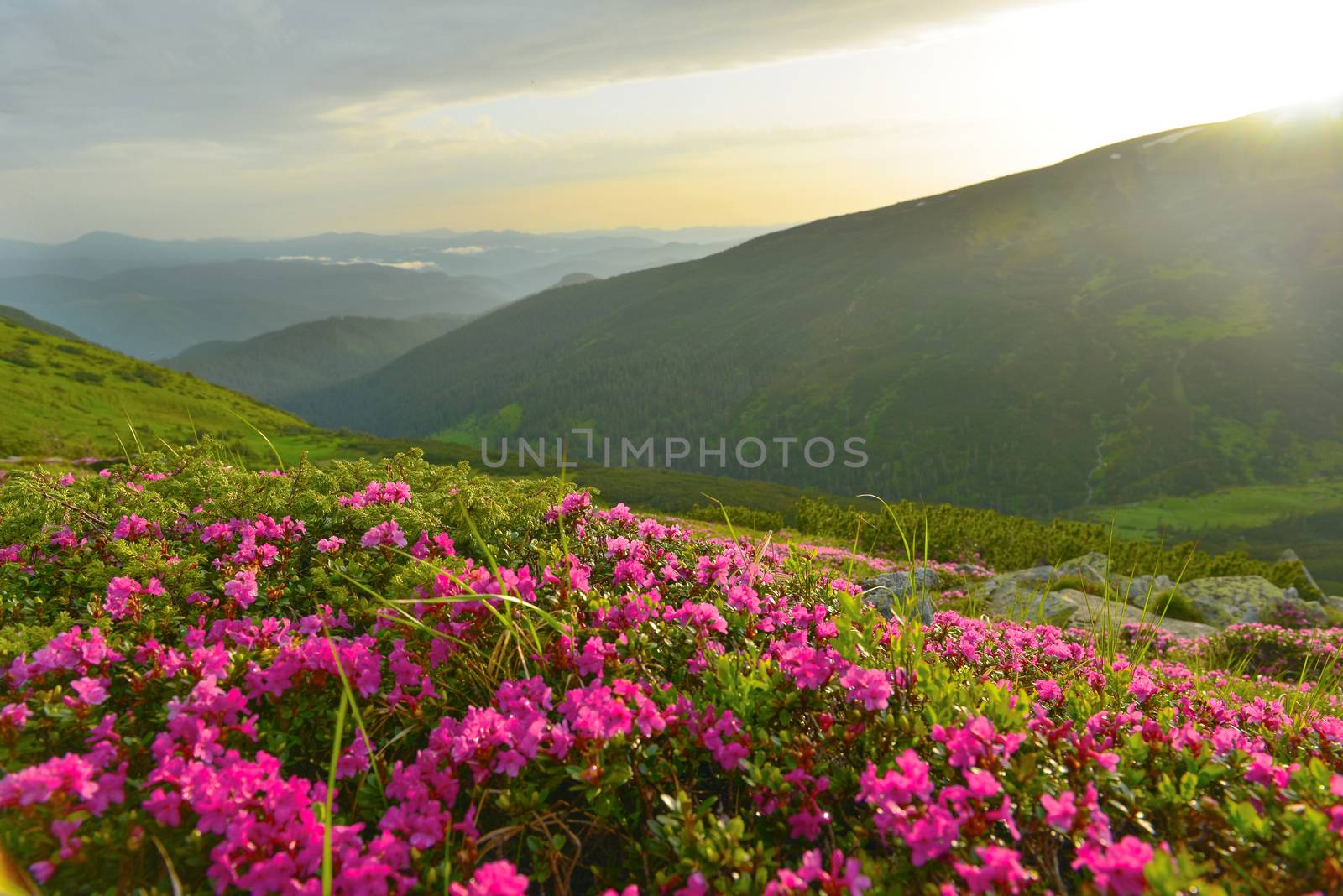 Blooming pink rhododendron in summer mountains