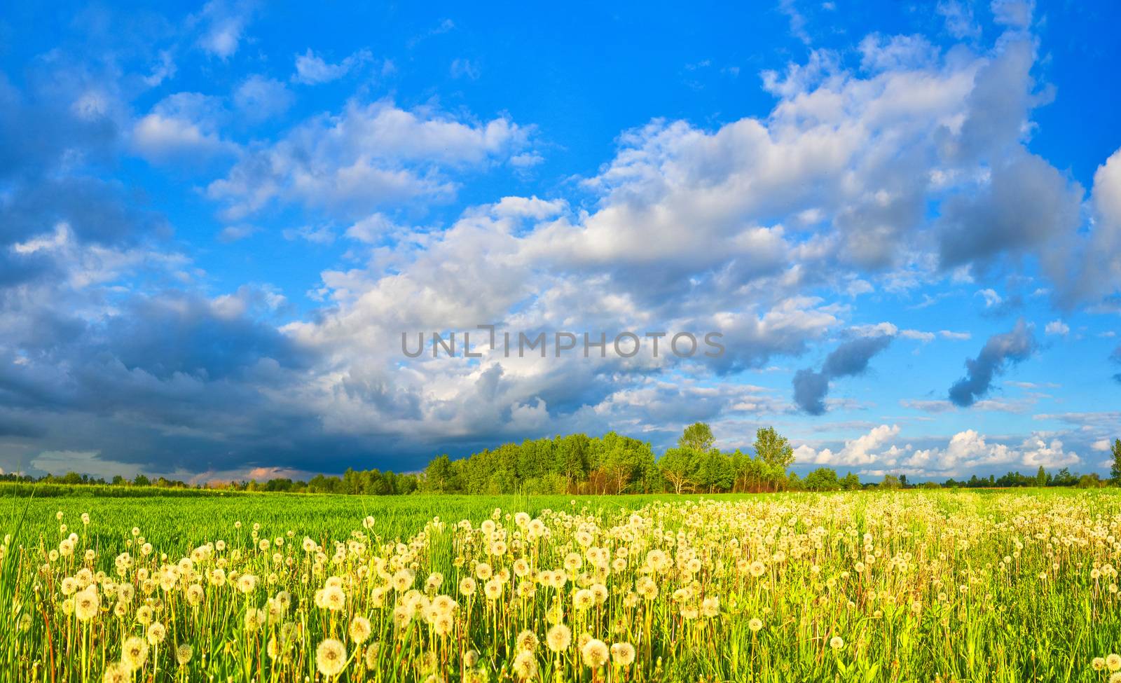 Dandelions on spring meadow
