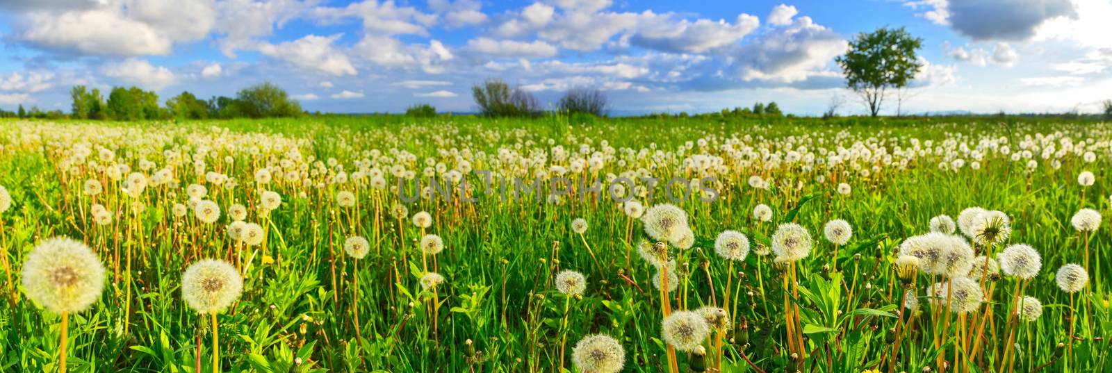 Dandelions on spring meadow