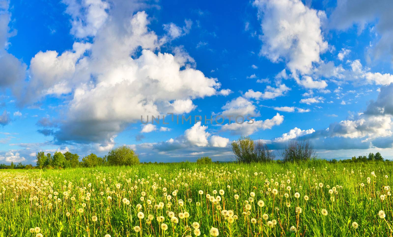 Dandelions on spring meadow