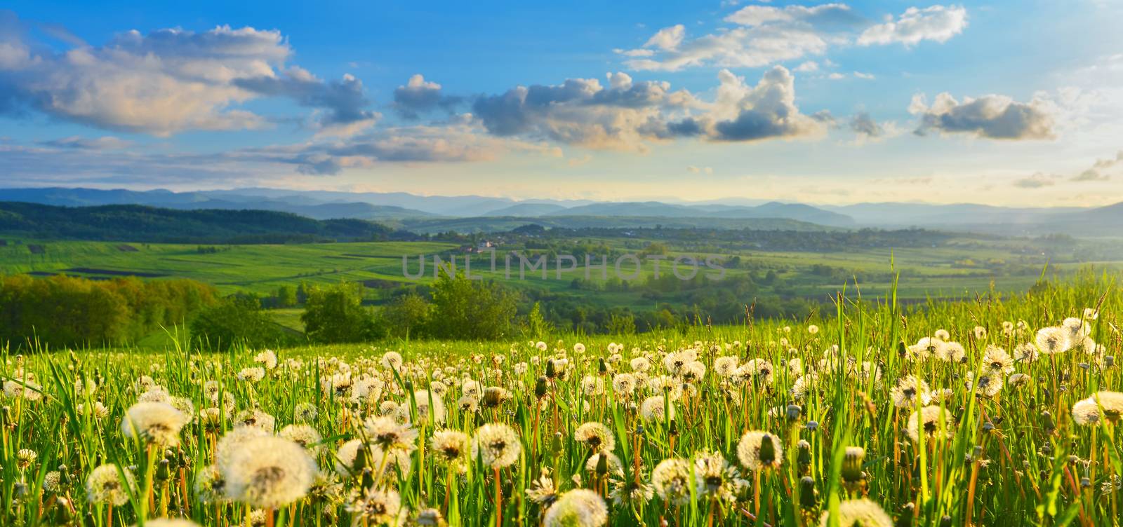 Dandelions on spring meadow