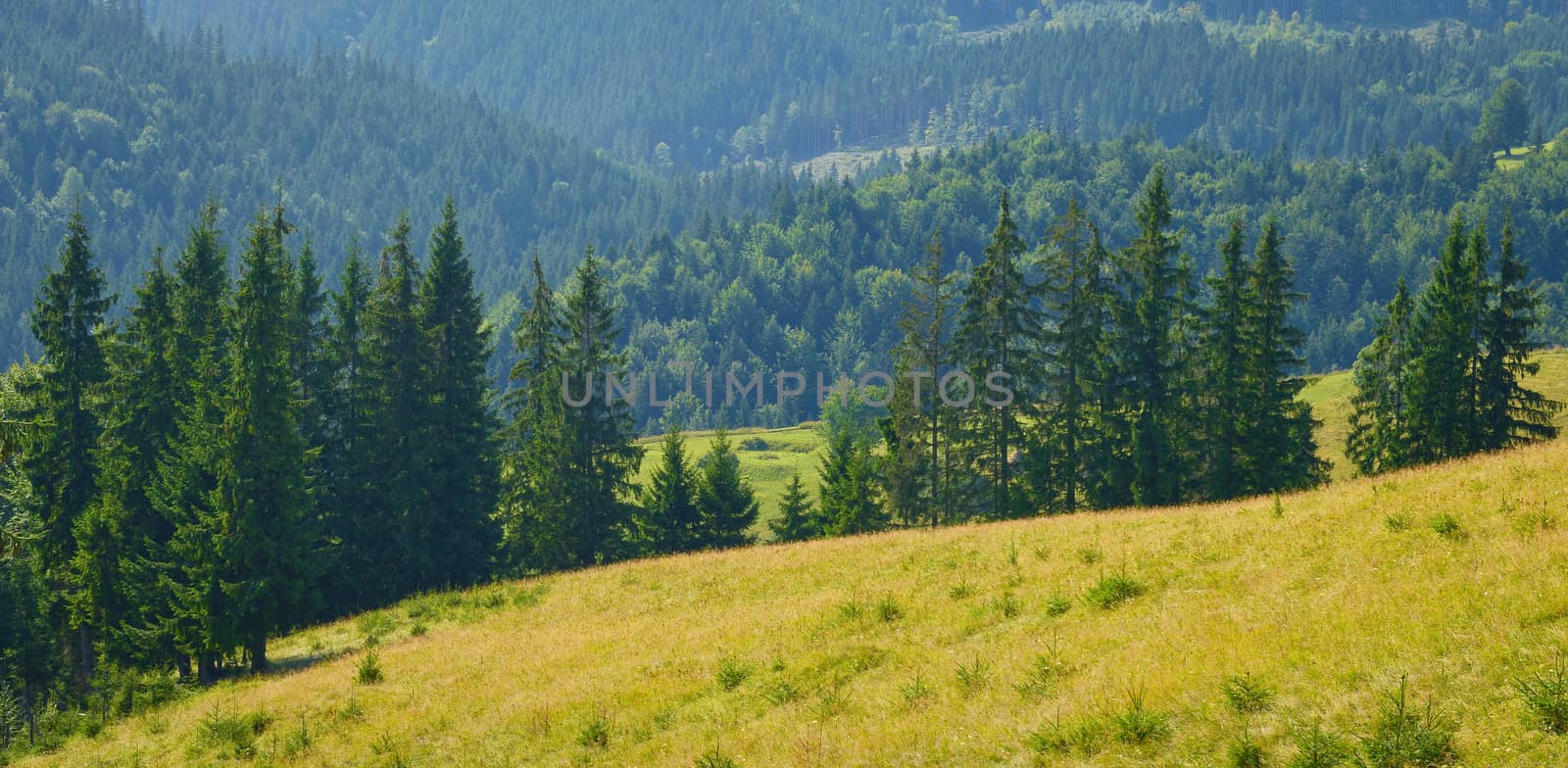 Conifer forest