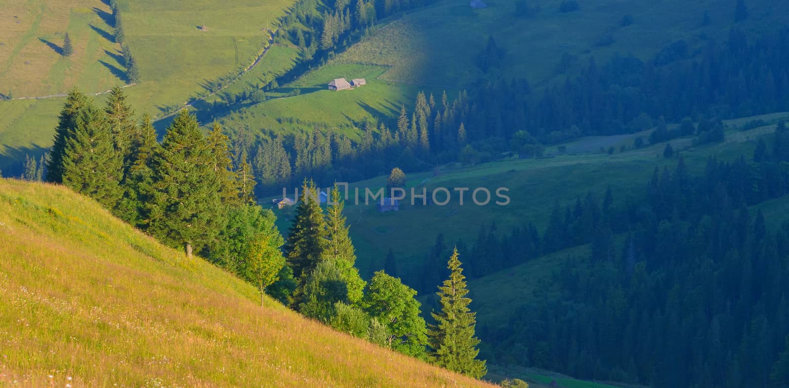 Summer forest by Lazarenko