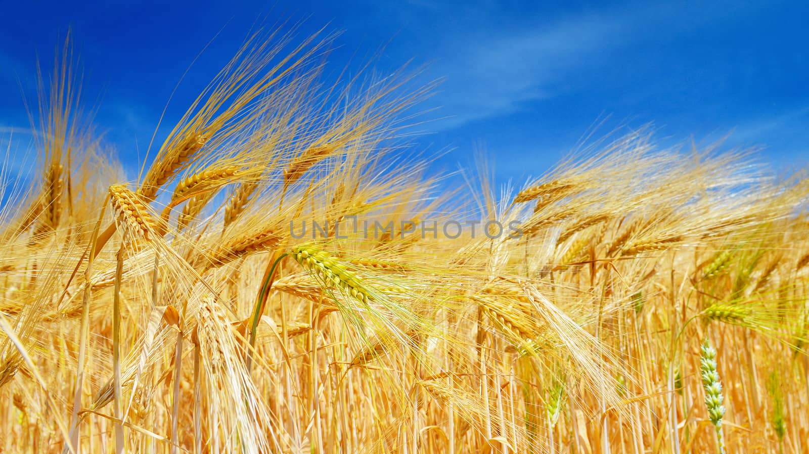 Field of ripe wheat in summer