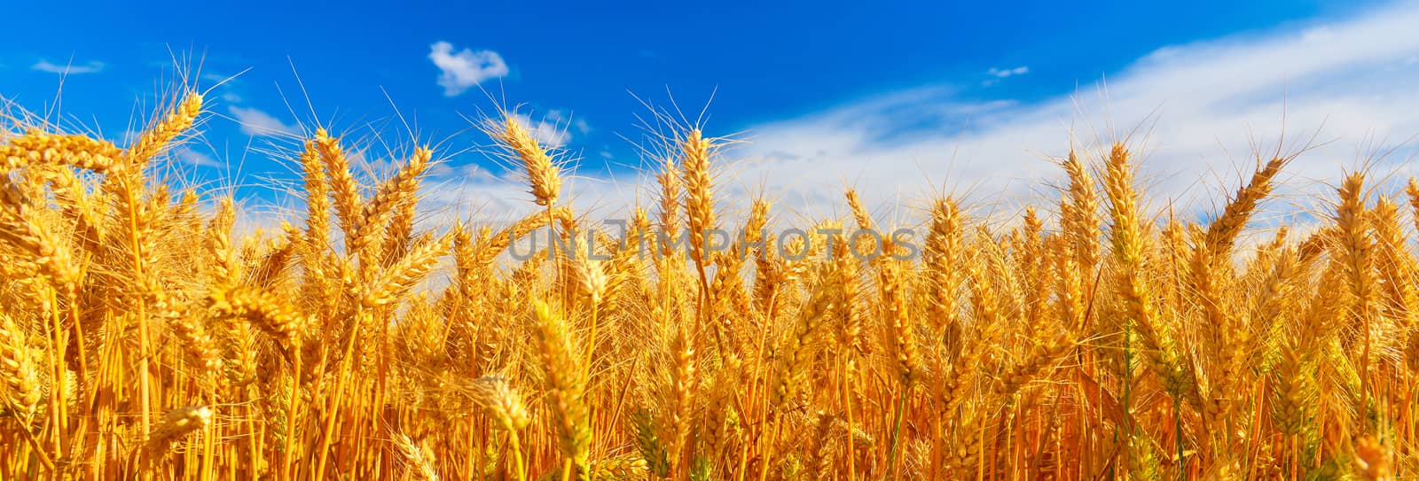 Field of ripe wheat in summer