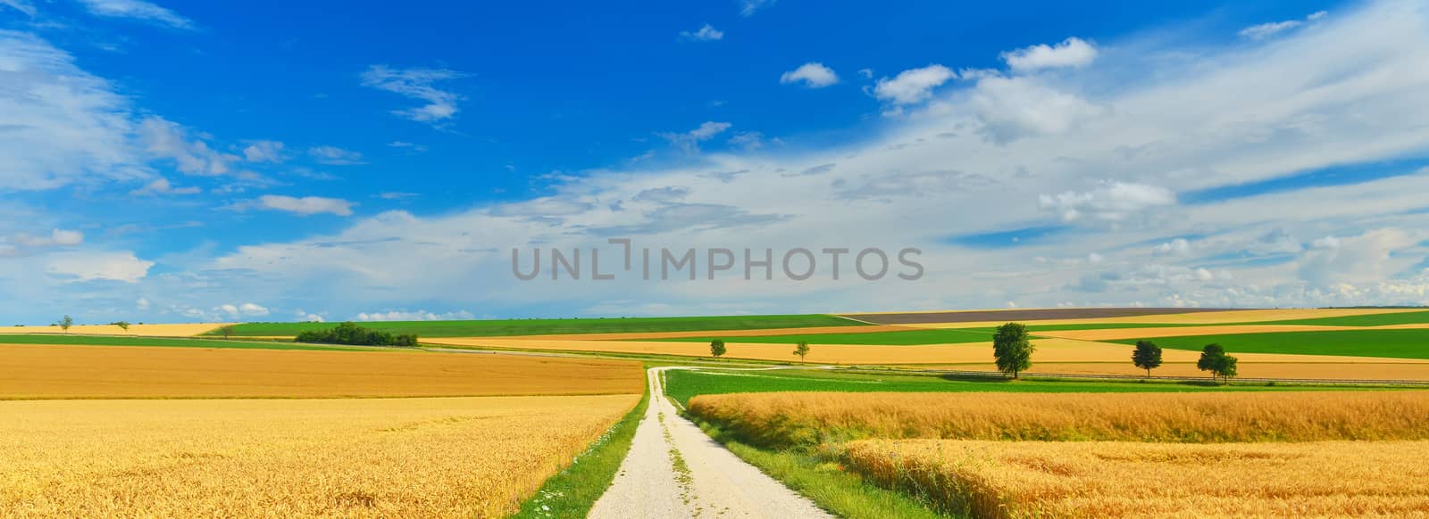 A country road across the wheat fields