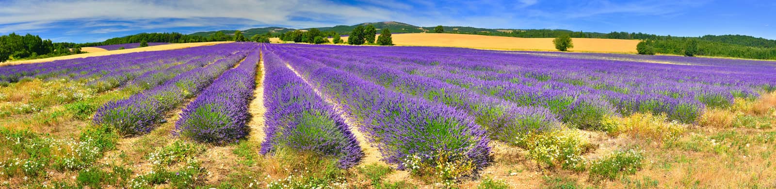 Panorama of lavender field