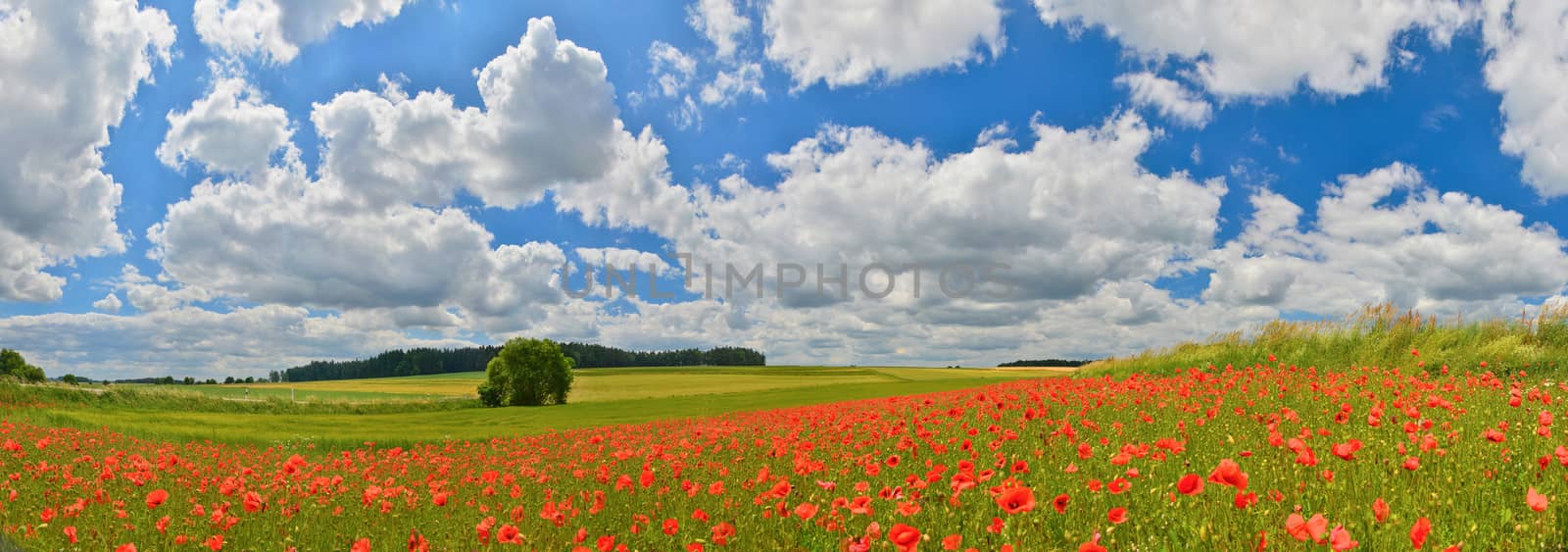 Poppies in summer countryside. by Lazarenko