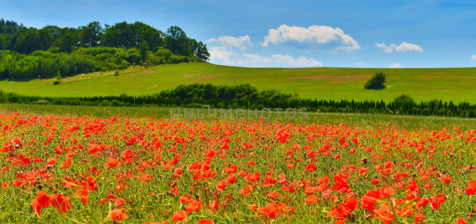 Poppies in summer countryside.