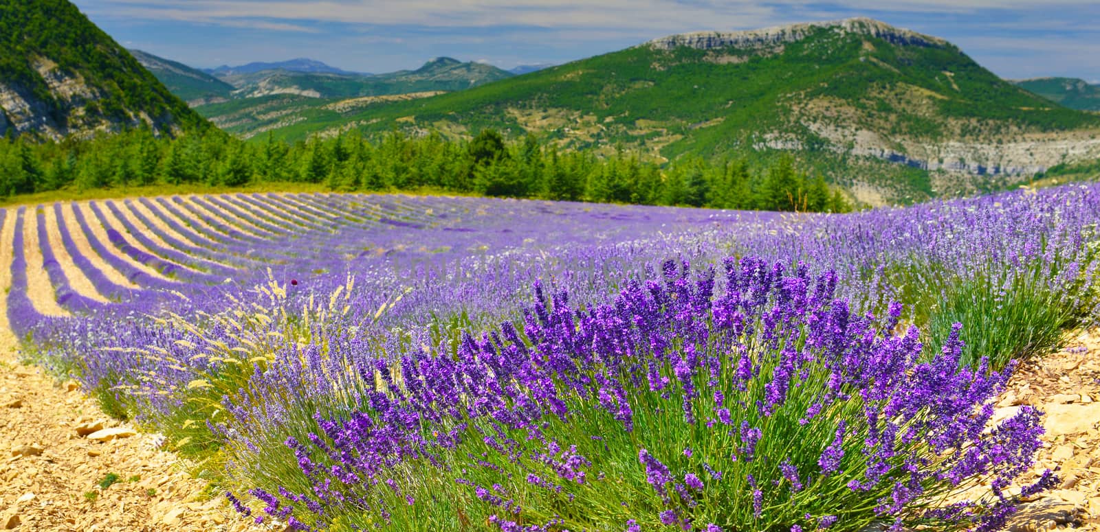 View of lavender field,Provence by Lazarenko