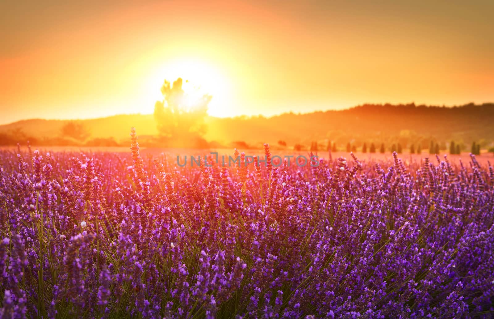 lavender field at sunset