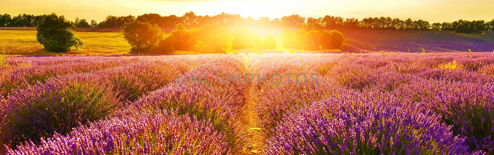 Lavender field at sunset by Lazarenko