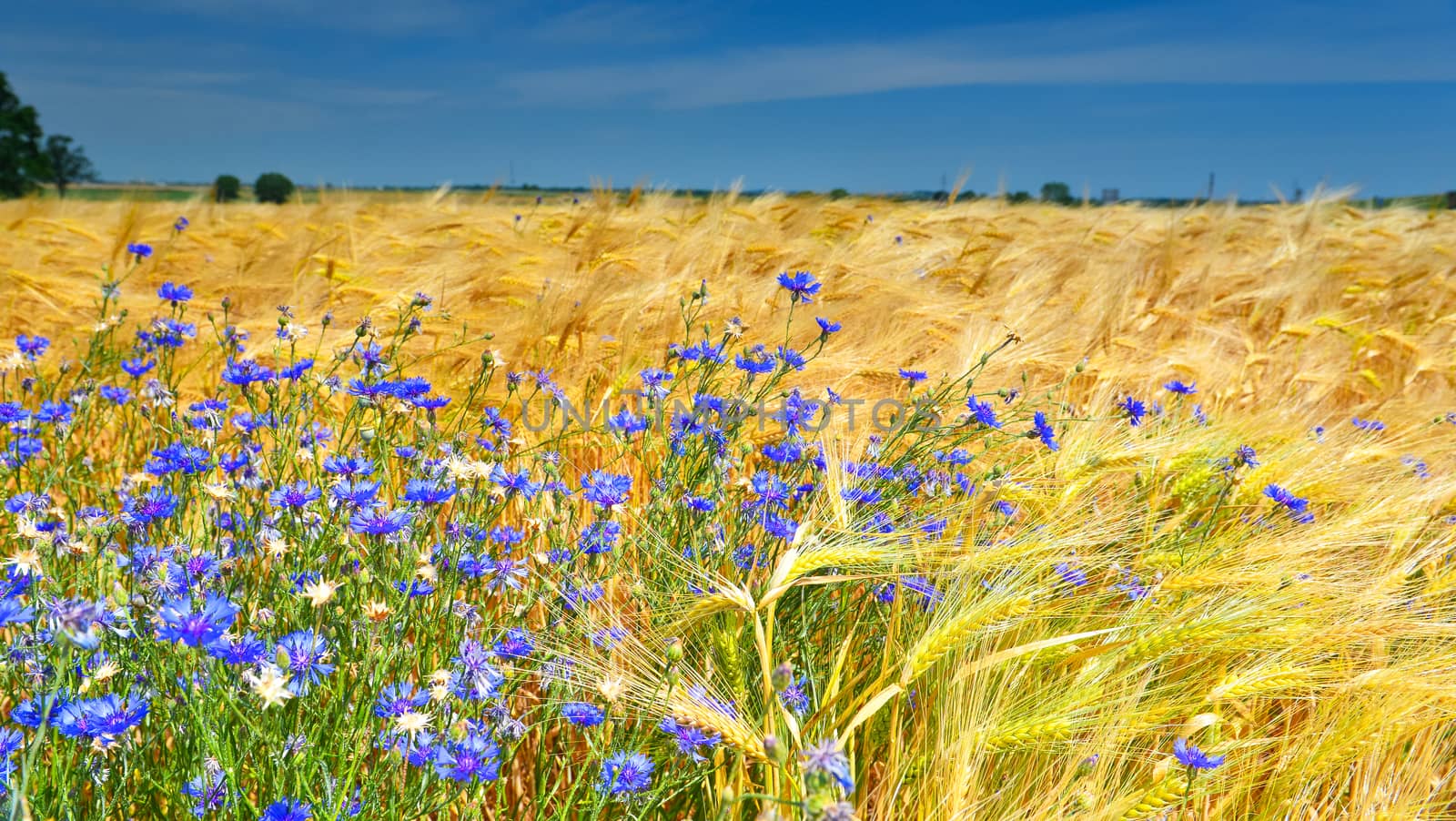 Wheat field in summer