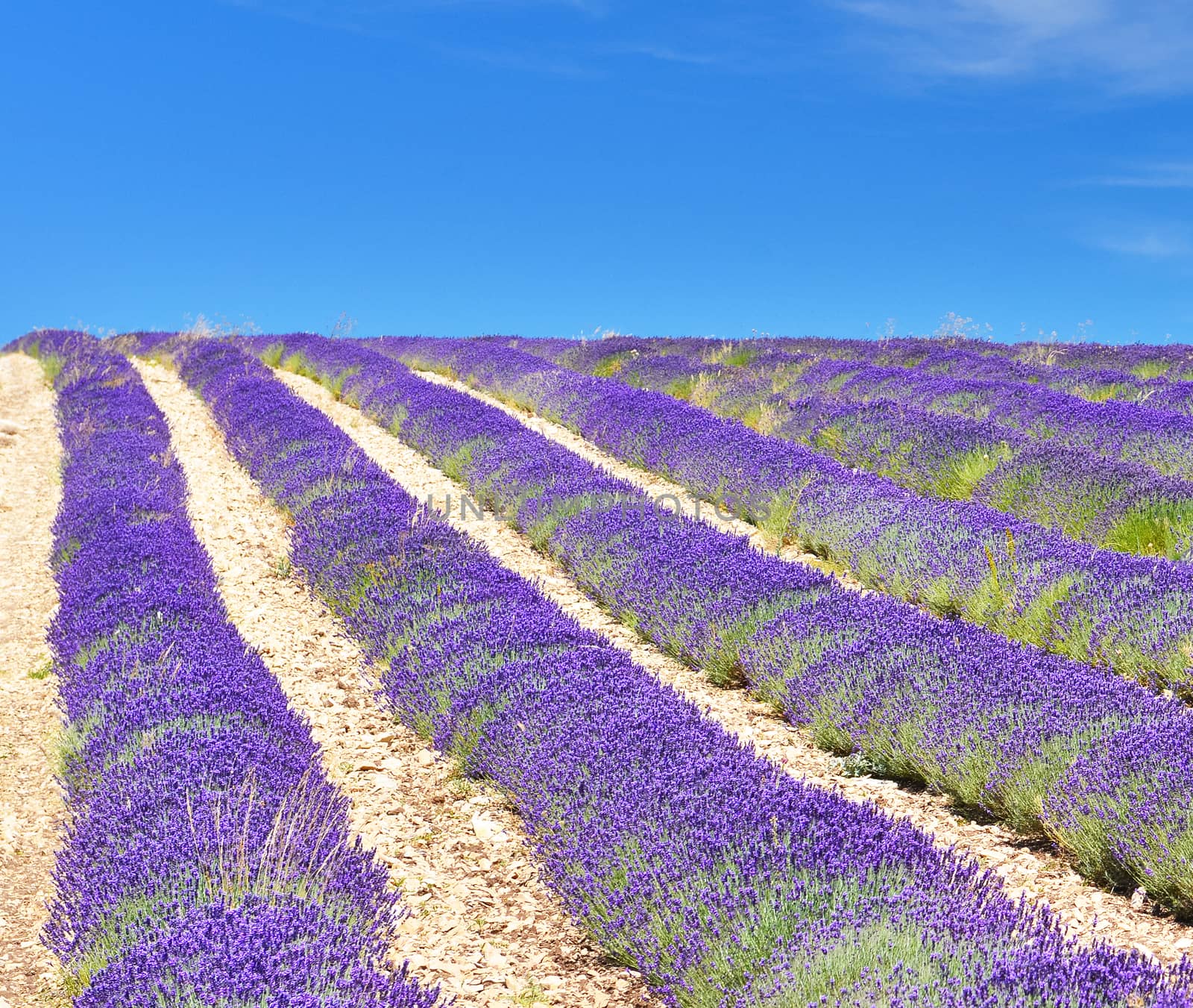 Lavender field in Provence