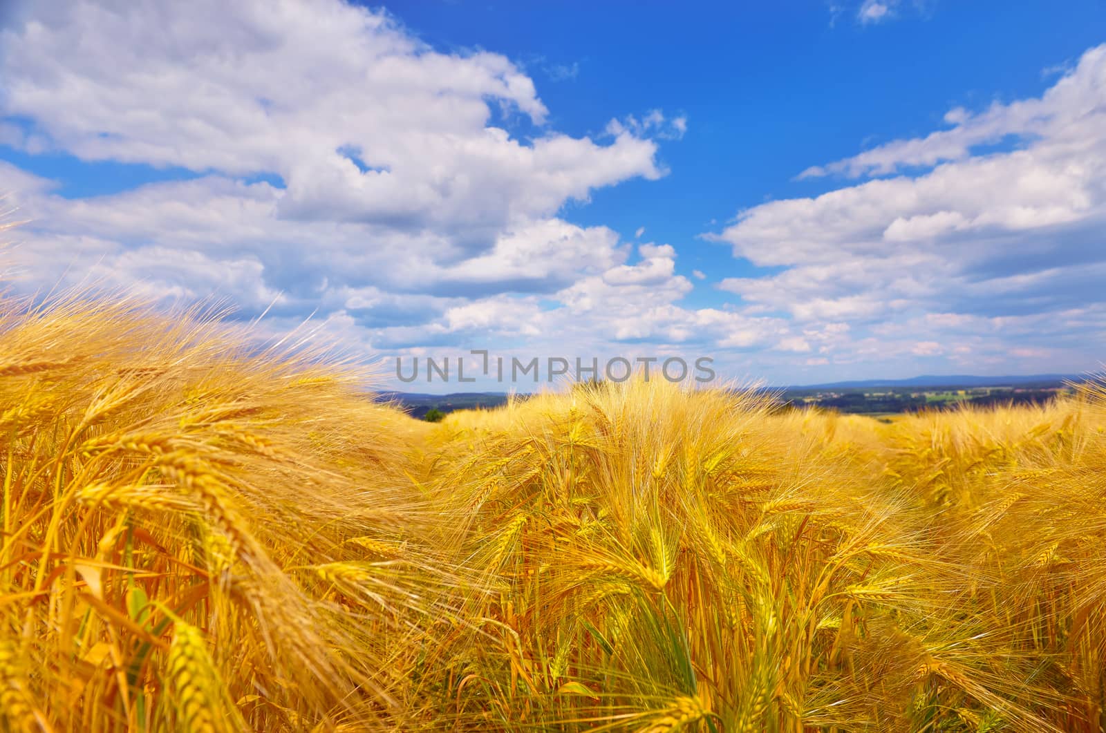 Wheat field in summer by Lazarenko