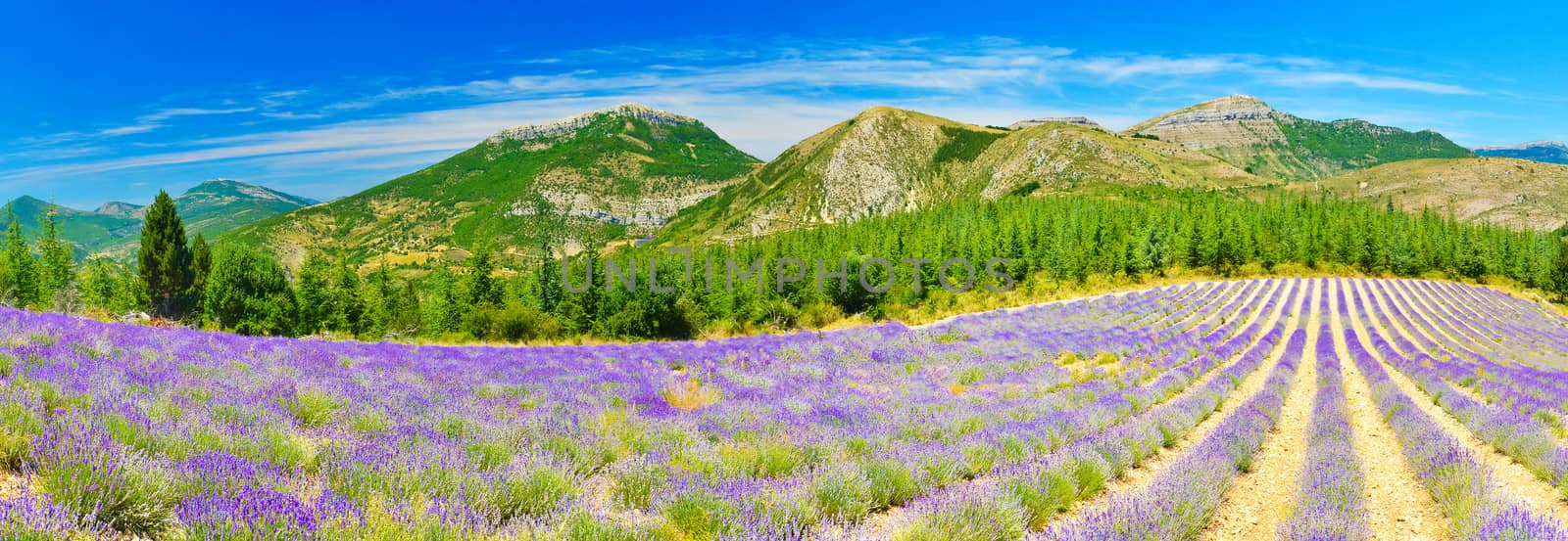 Lavender field in Provence