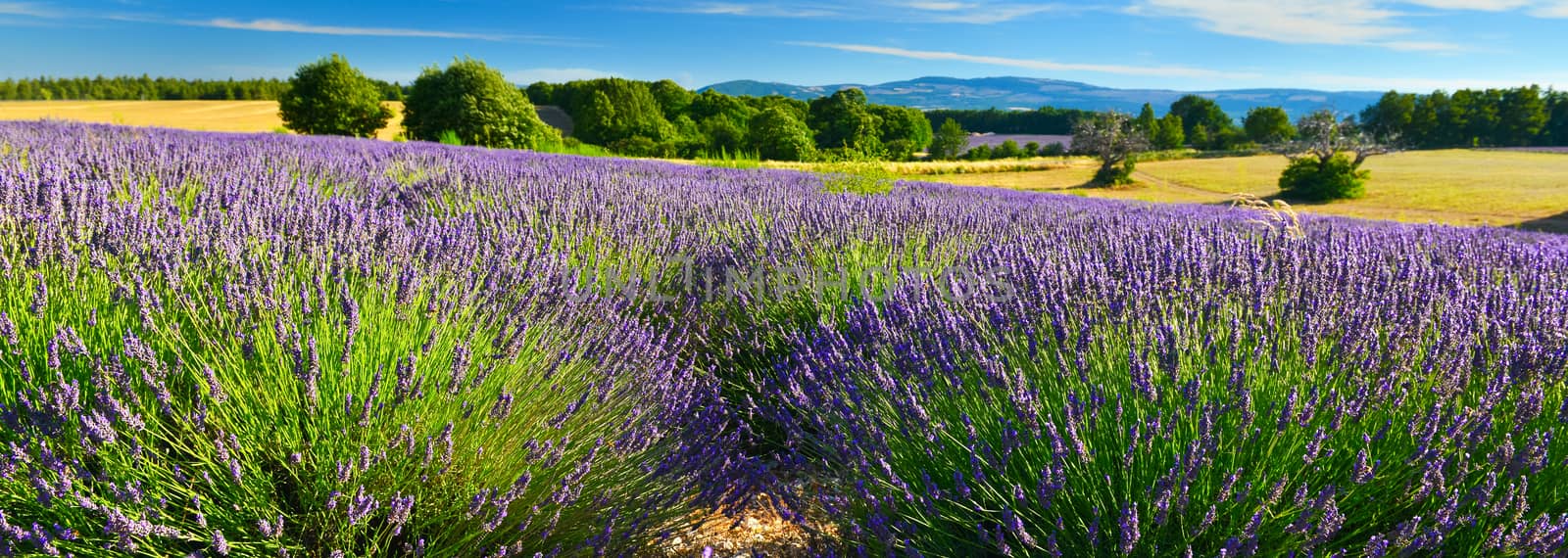 Lavender field in Provence by Lazarenko