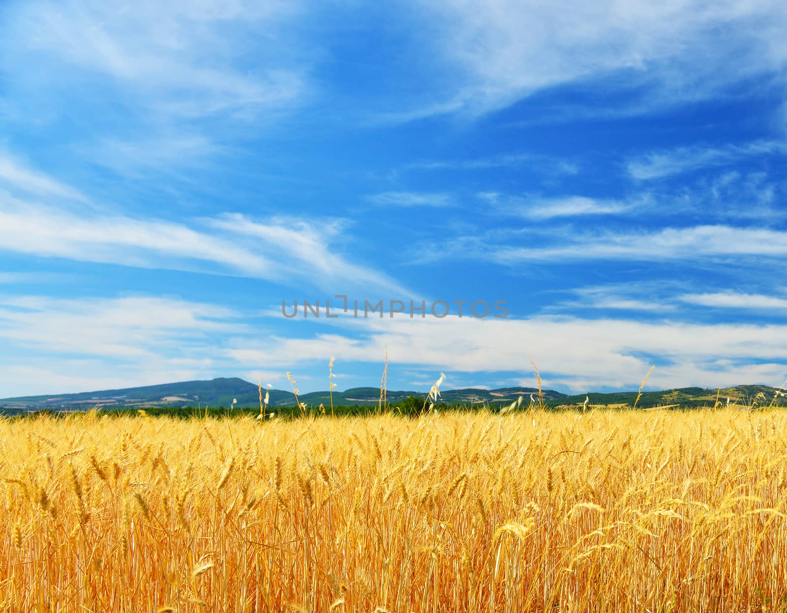 Wheat field in summer by Lazarenko