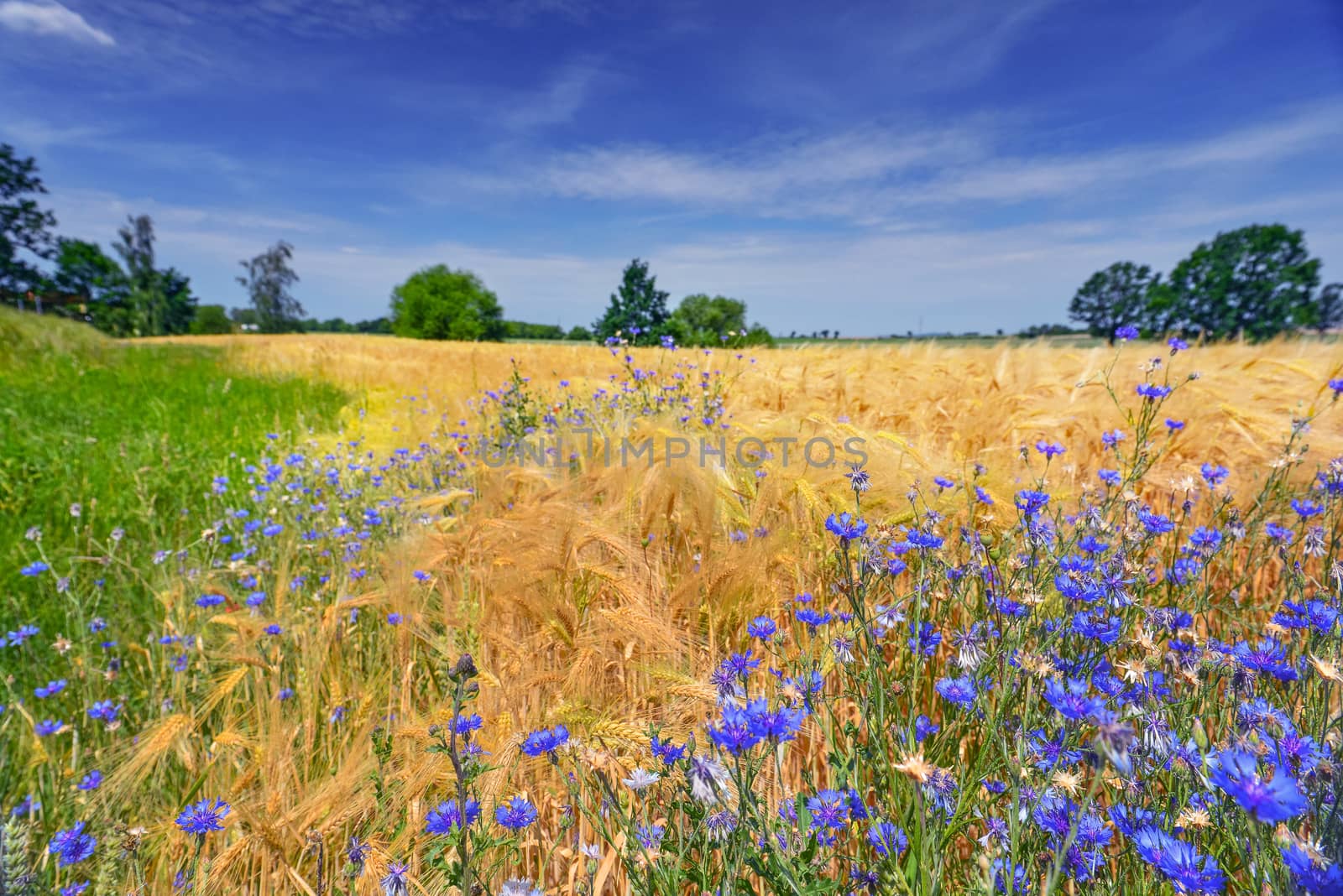 Wheat field in summer by Lazarenko