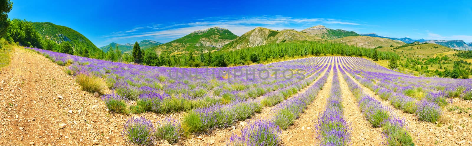 Lavender field in Provence by Lazarenko