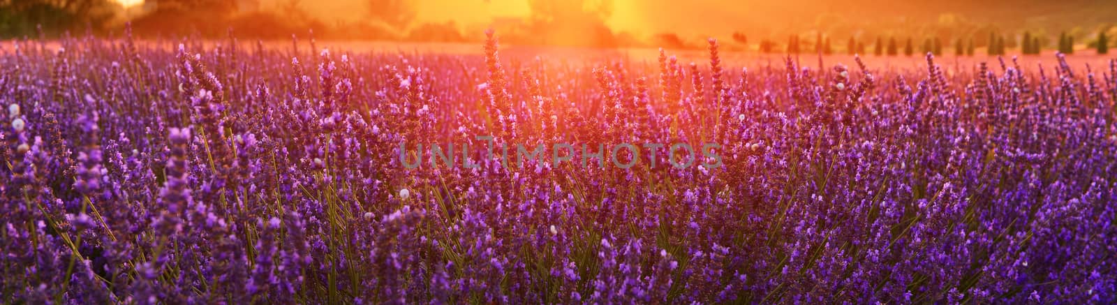 Lavender field at sunset by Lazarenko