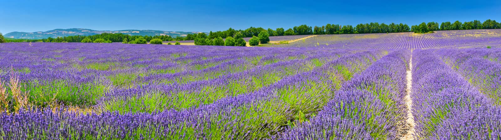 Panoramic view of lavender field in Provence