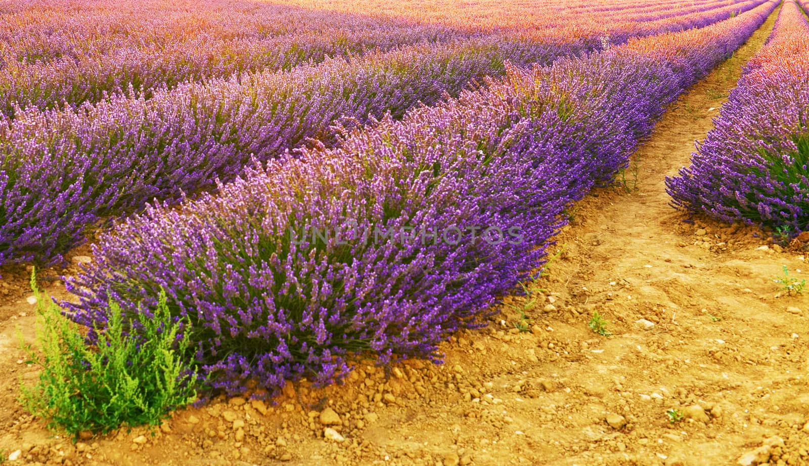 Close view of lavender