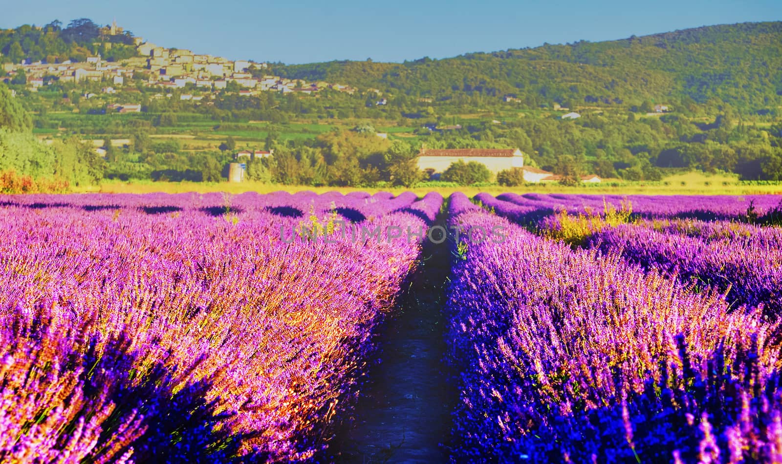 Lavender field in Provence by Lazarenko