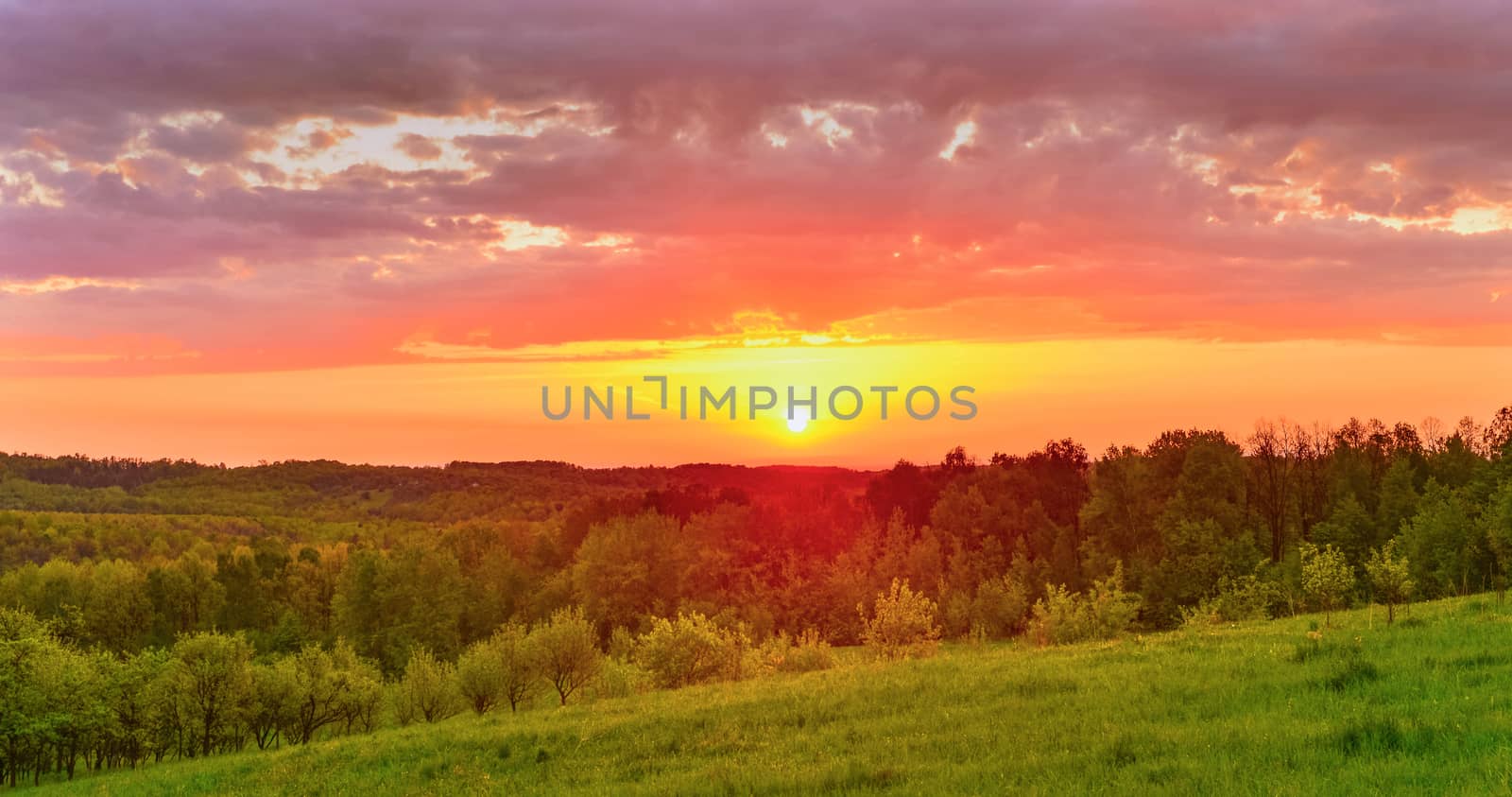 Spring meadow at sunrise by Lazarenko