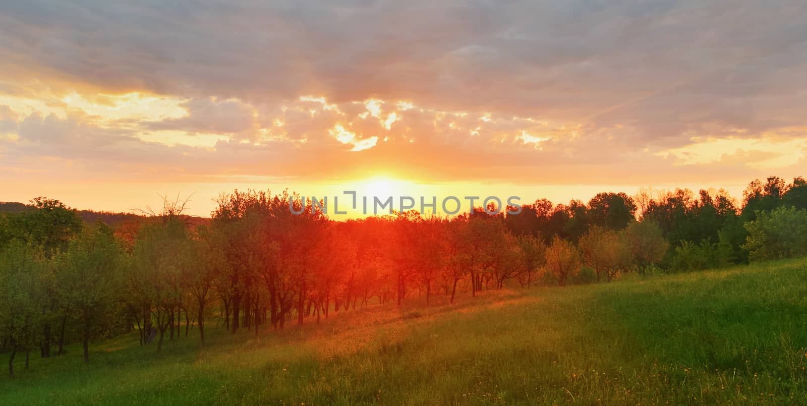 Spring meadow at sunrise by Lazarenko