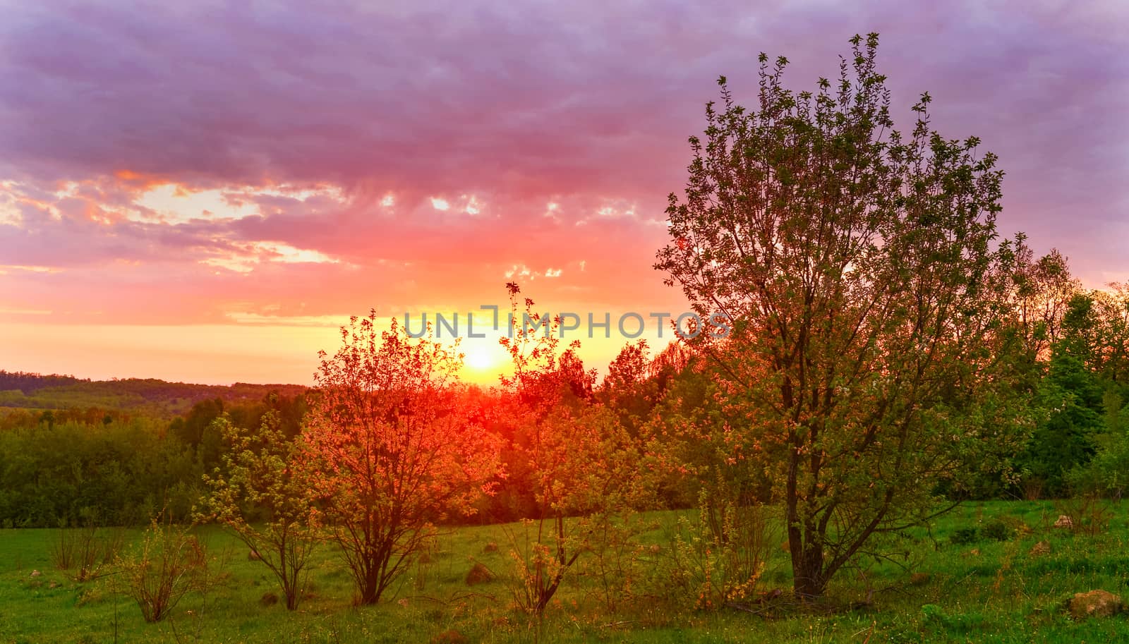 Spring meadow at sunrise by Lazarenko