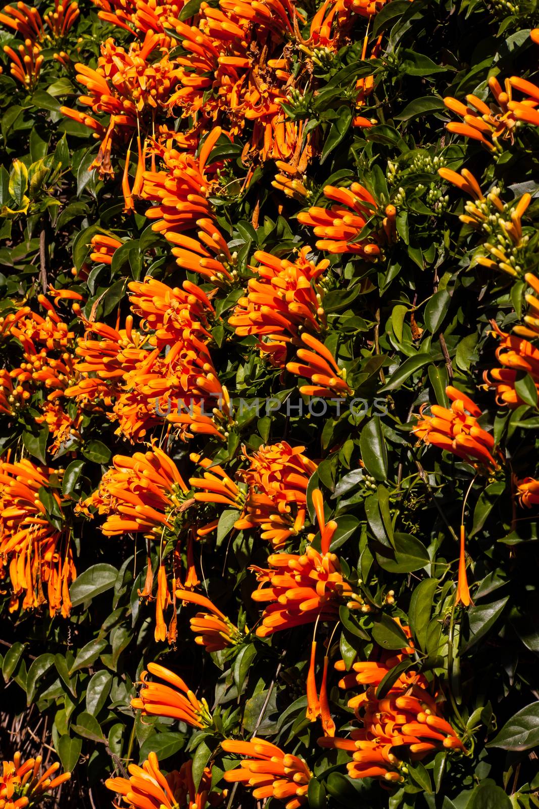 A wall covered with flowering Pyrostegia venusta, the orange, trumpet vine.