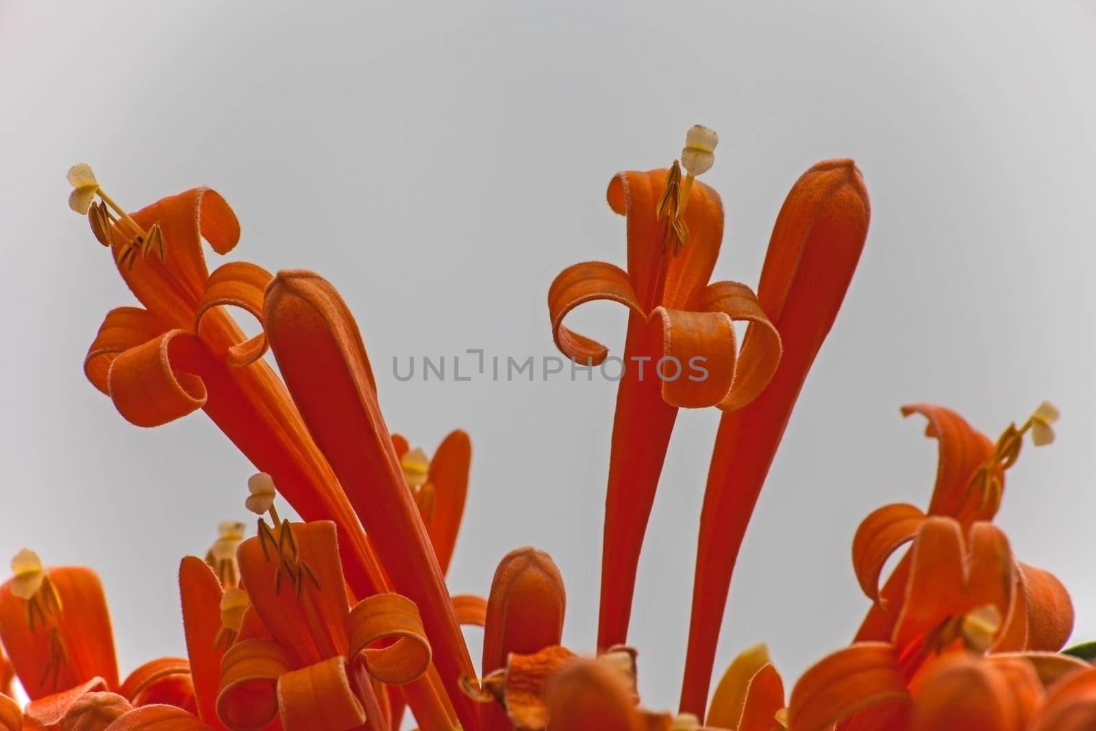 Flowers of the Orange trumpet vine by kobus_peche
