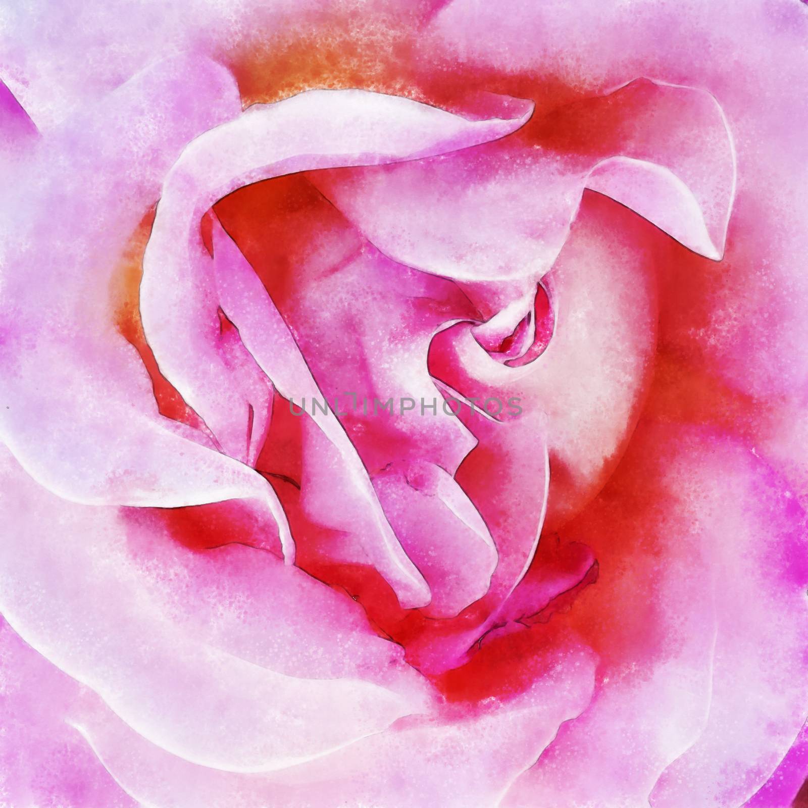 Closeup pink rose fine art, digital painting created by hand using several techniques to resemble watercolor on paper.