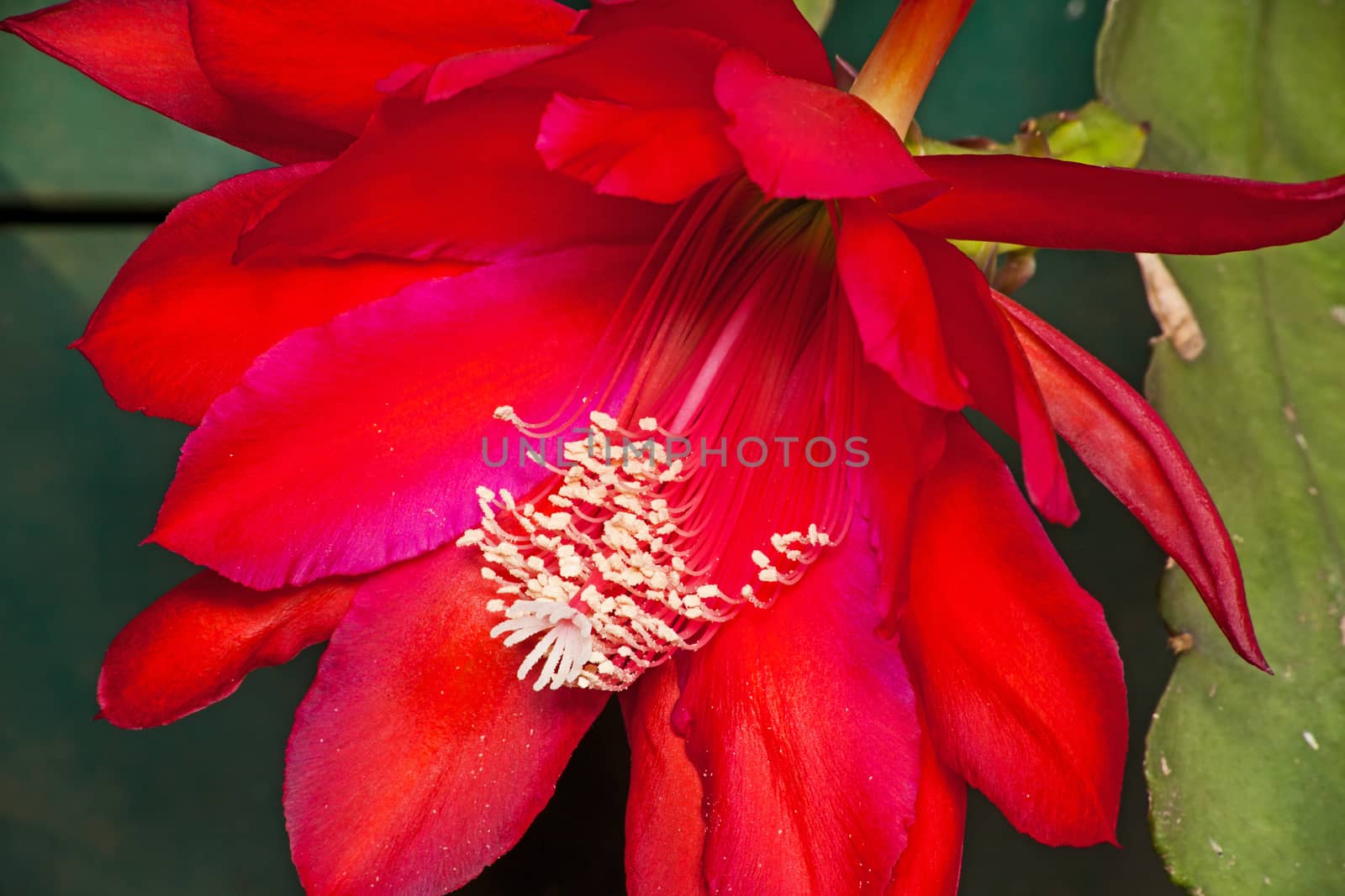 The red flower of the Schlumbergera epiphyllum cactus, Also known as the Christmas or Thanksgiving flower.