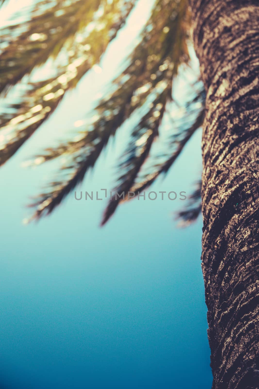 A Retro Filtered Palm Tree In Hawaii With Copy Space