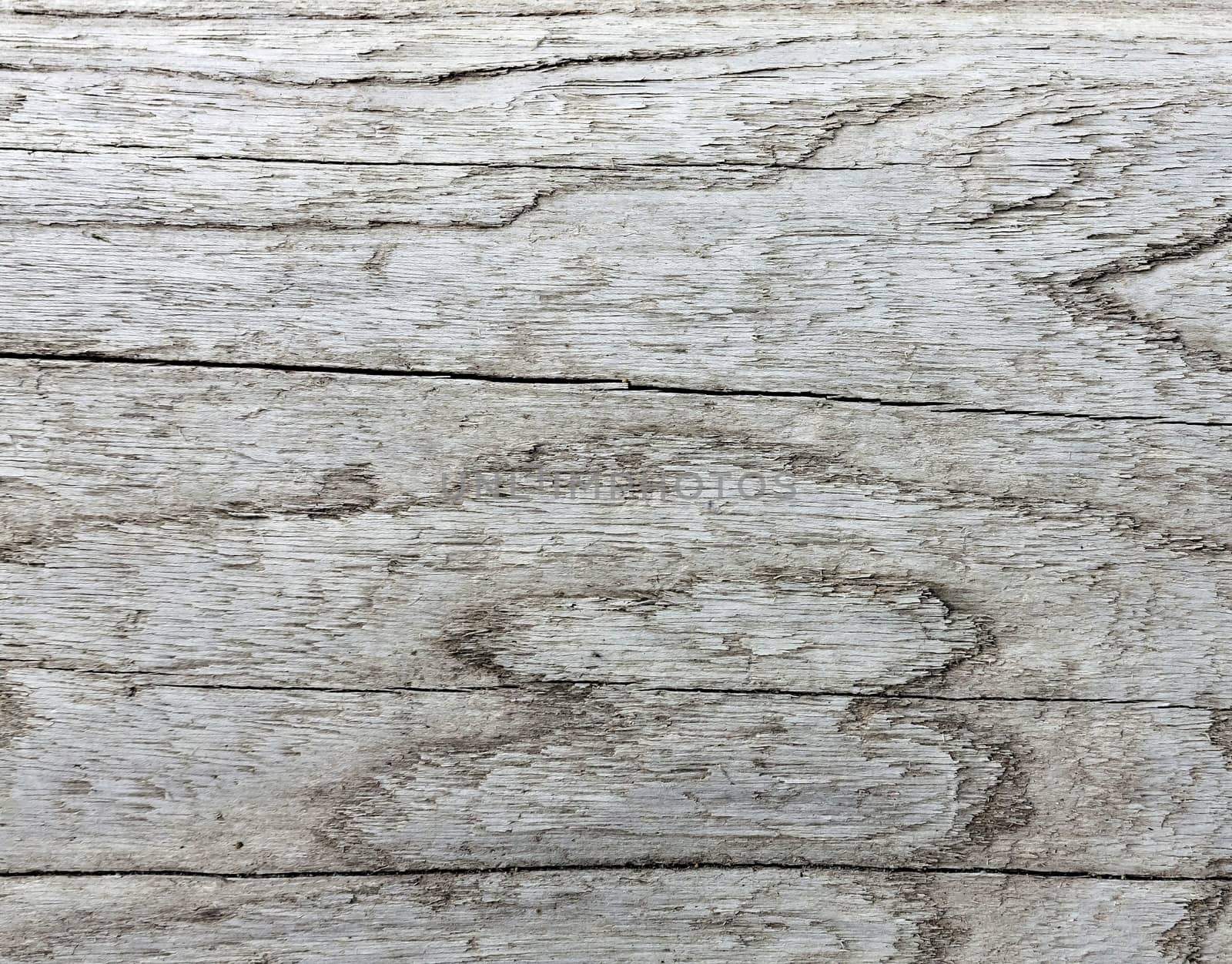 texture of the old log on the lake