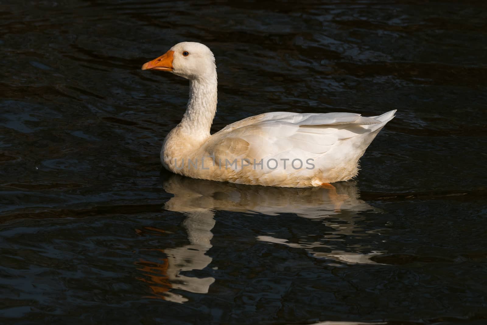The Emden Goose is a breed of domestic goose