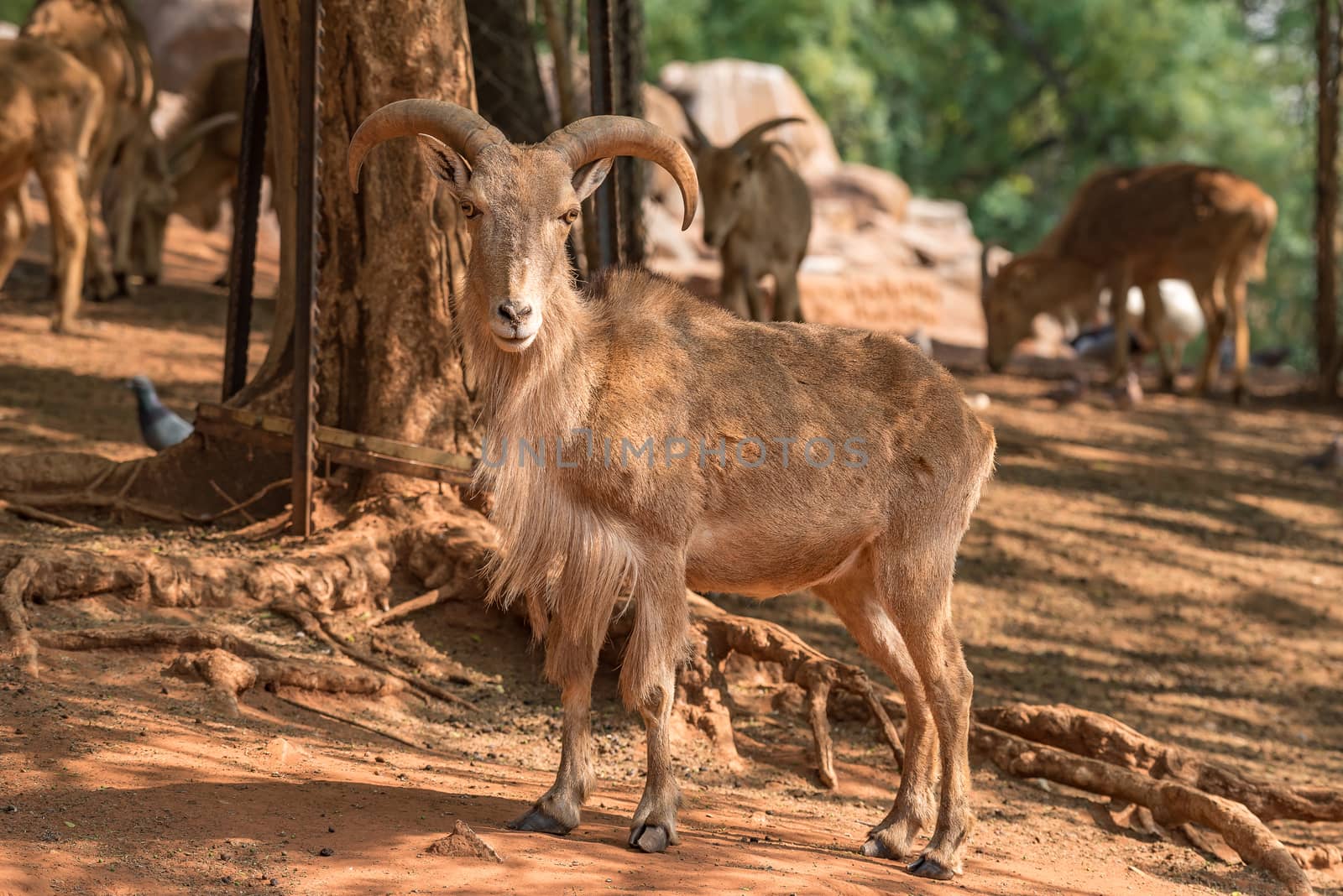 A male Barbary sheep, Ammotragus lervia, a species of goat-antelope native to rocky mountains in North Africa