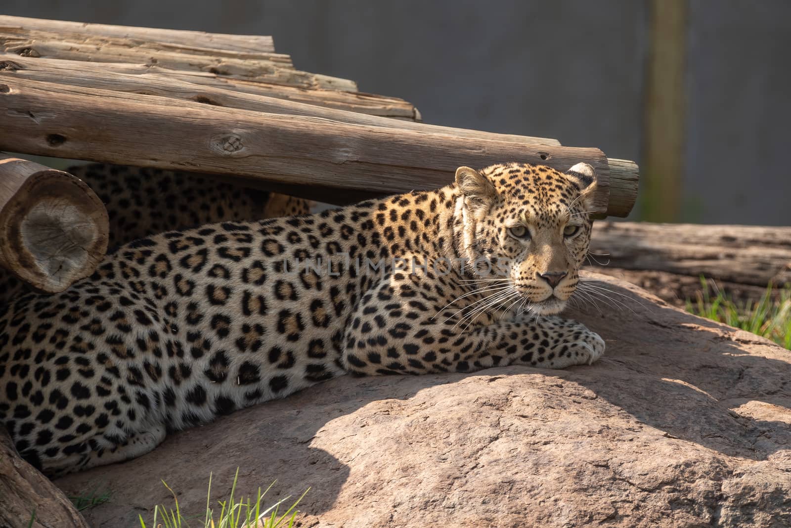 A leopard, Panthera pardus, in captivity. It is is one of five species in the genus Panthera